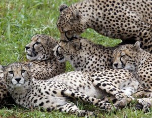 cinco guepardos