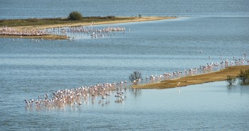 Turismo ornitológico en España